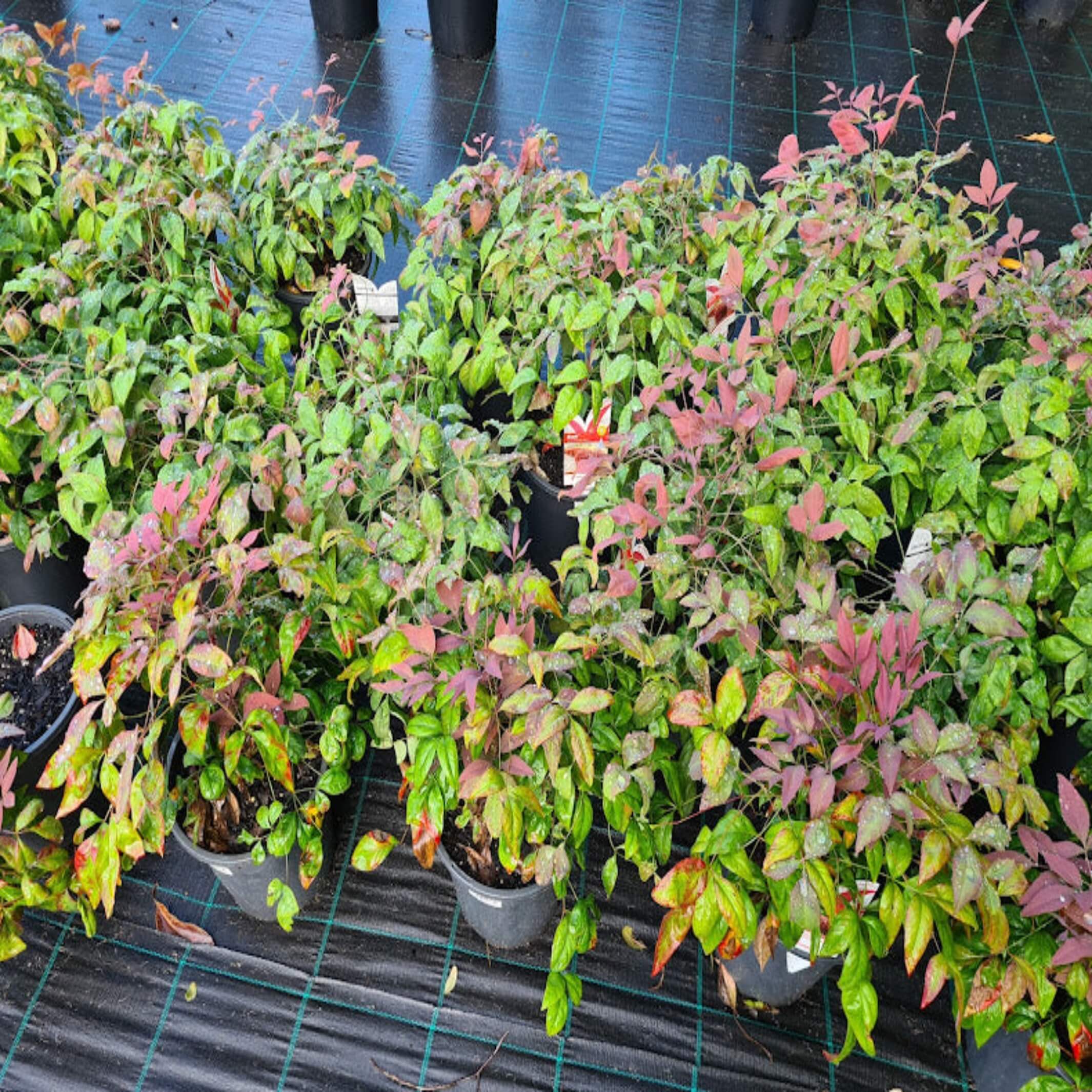 Nandina Domestica 'blush' - I The Australian Plant Shop