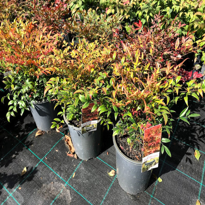 Nandina Gulfstream 175 mm