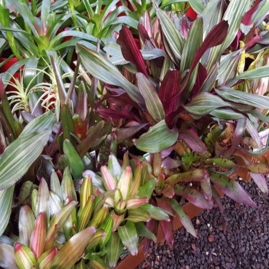 Neoregelia Mixed Bromeliad 140 mm