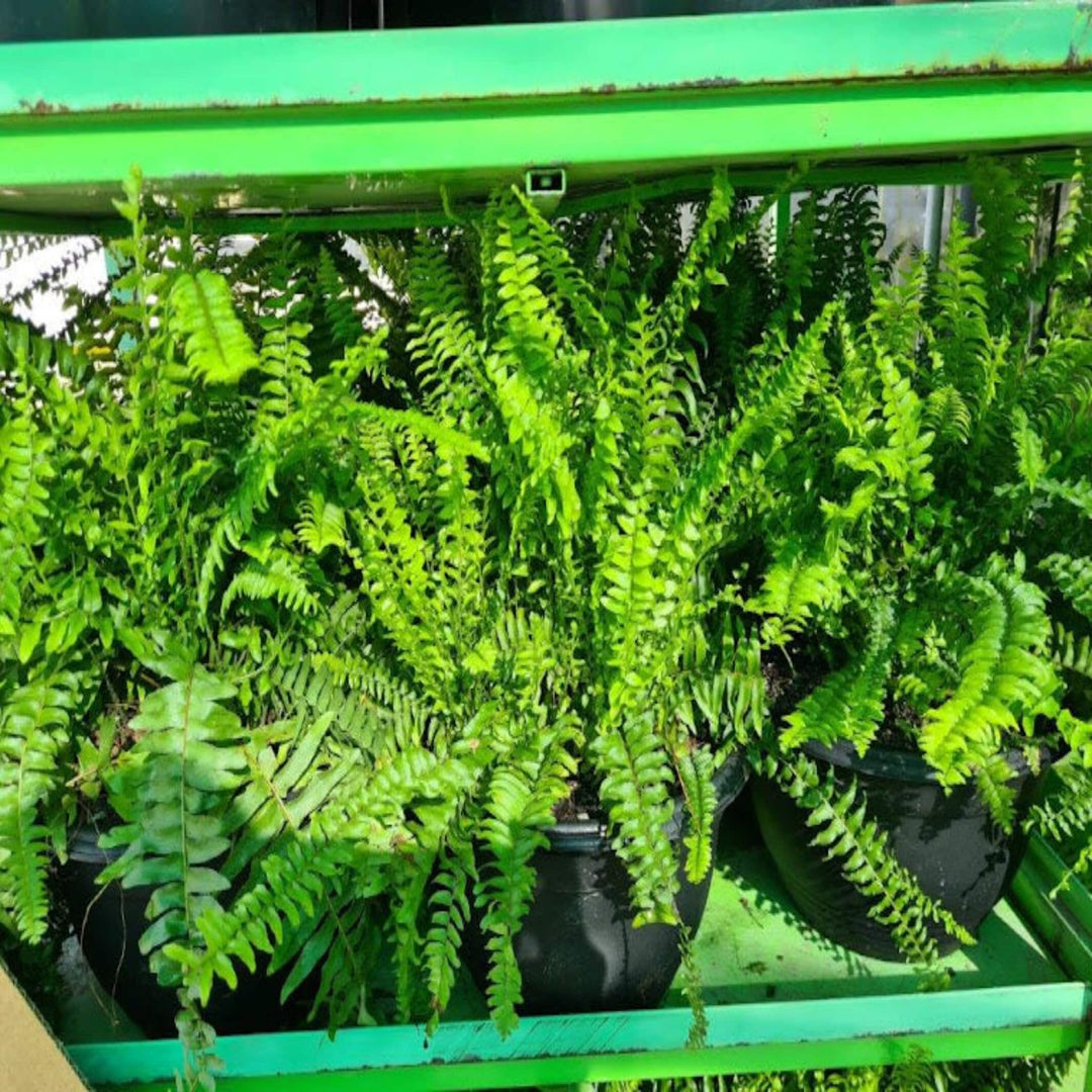 Nephrolepis Mixed 270 mm Hanger