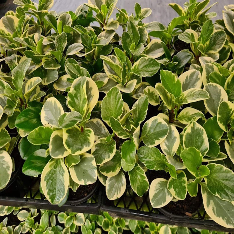 Peperomia obtusifolia Jade 130 mm