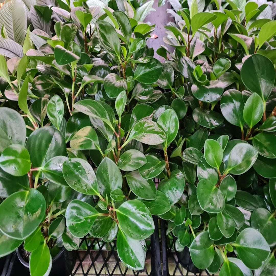 Peperomia obtusifolia Orba 130 mm