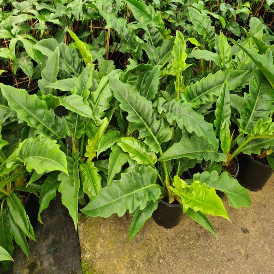 Philodendron Narrow 130 mm