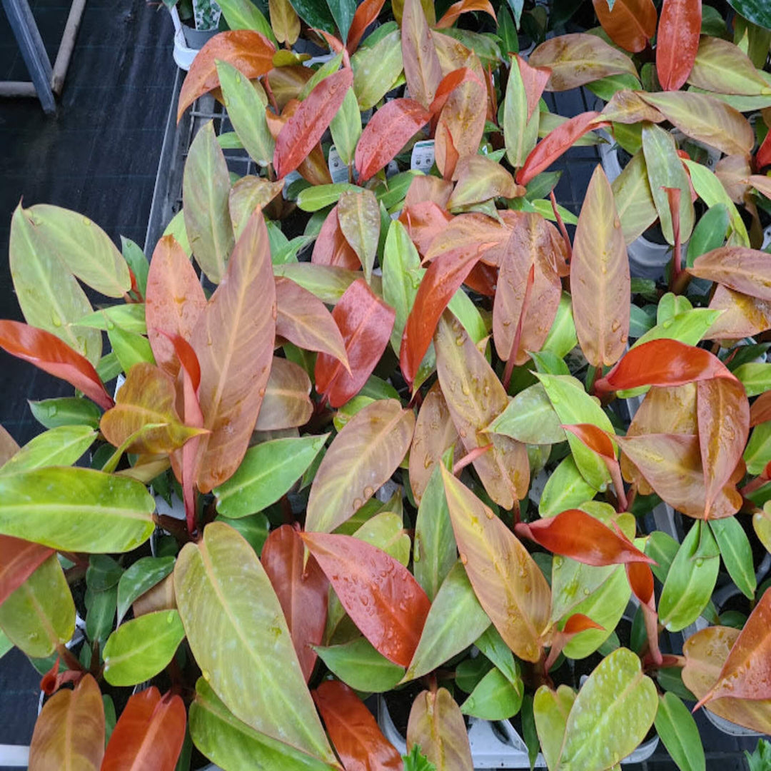 Philodendron Red Sun 90 mm