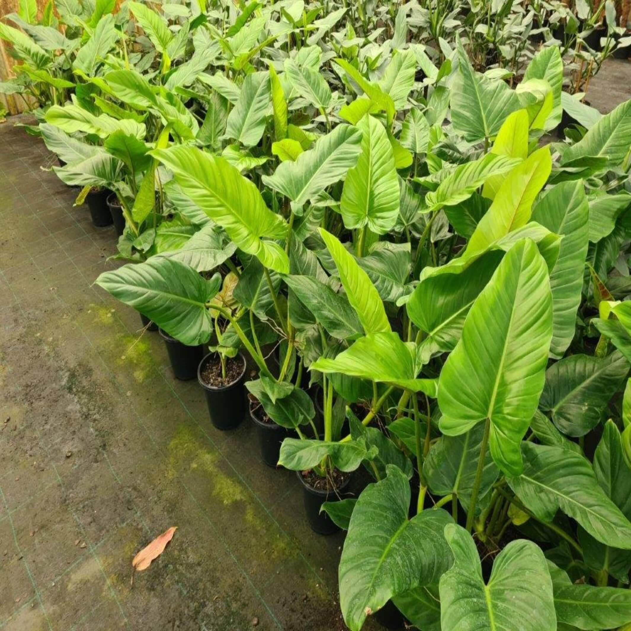 Philodendron Subhastatum I The Australian Plant Shop