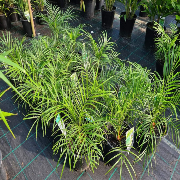 Phoenix roebelenii Dwarf Date Palm 200 mm