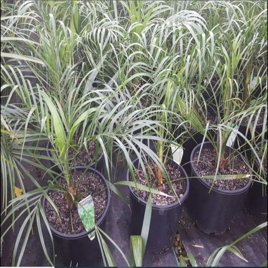 Phoenix roebelenii Dwarf Date Palm 200 mm