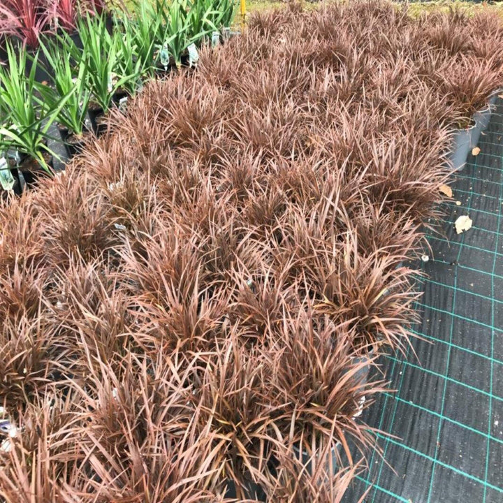 Phormium Sweet Mist NZ Flax 200 mm