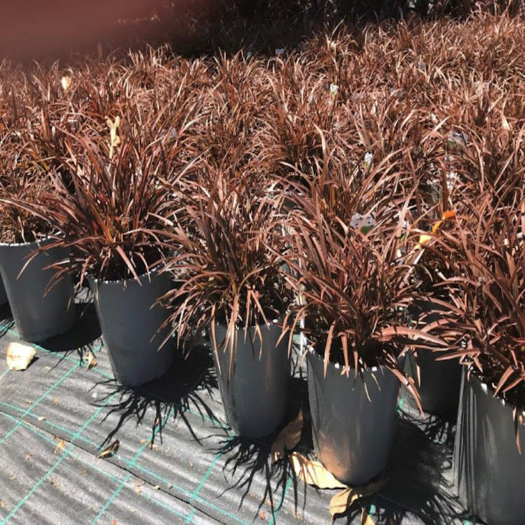 Phormium Sweet Mist NZ Flax 200 mm