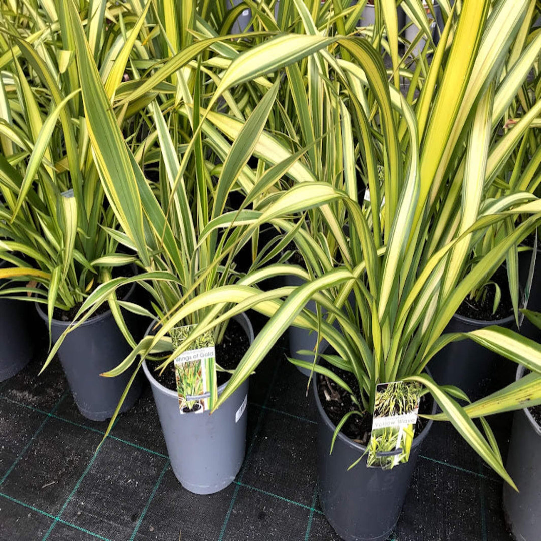 Phormium Wings of Gold NZ Flax 200 mm