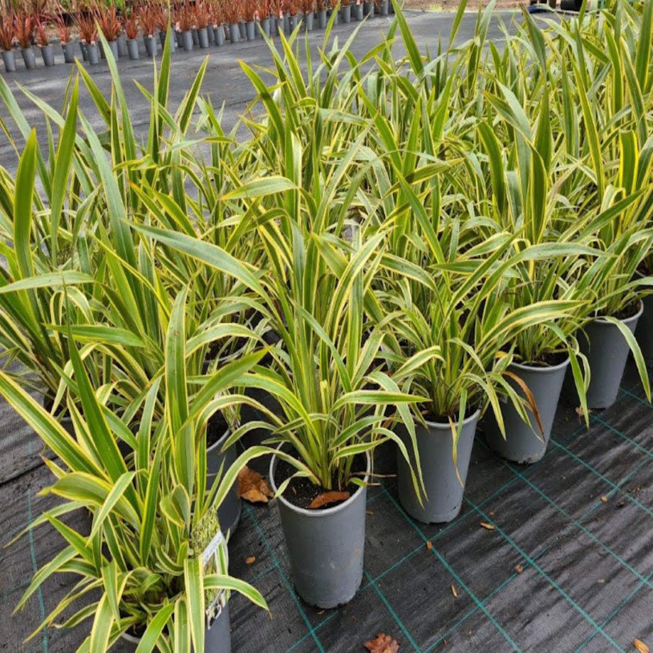 Phormium 'Wings Of Gold' (New Zealand Flax) - The Australia Plant Shop