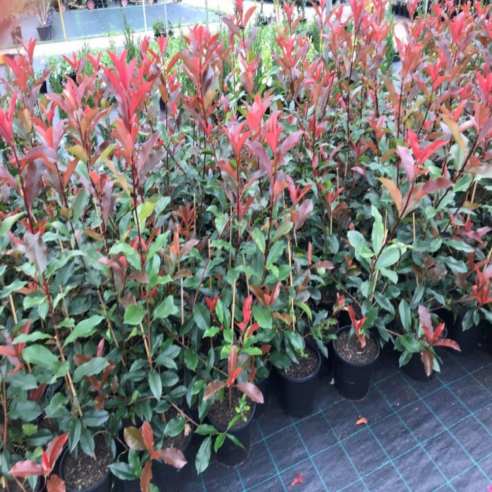 Photinia Red Robin 300 mm