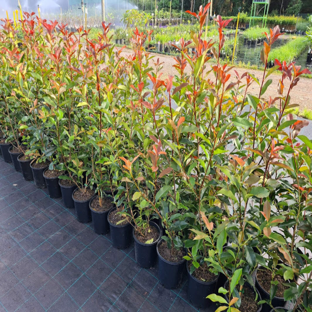 Photinia Red Robin 300 mm