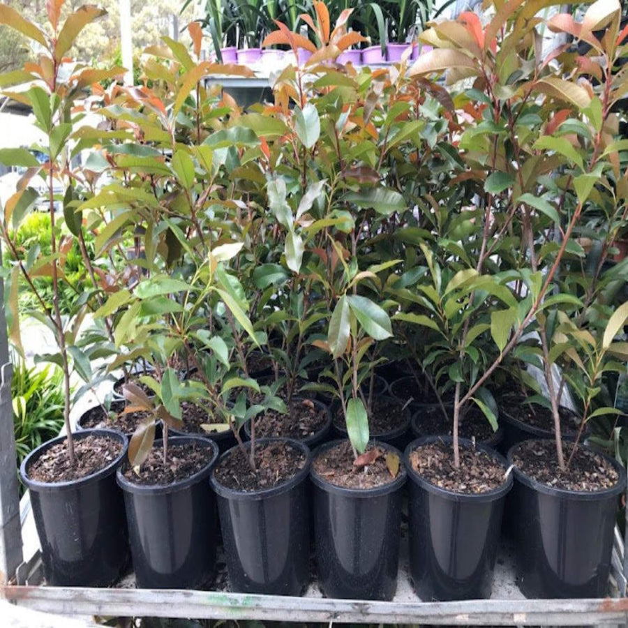 Photinia Red Robin 200 mm