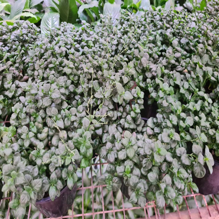 Pilea Bathroom Bubbles 130 mm