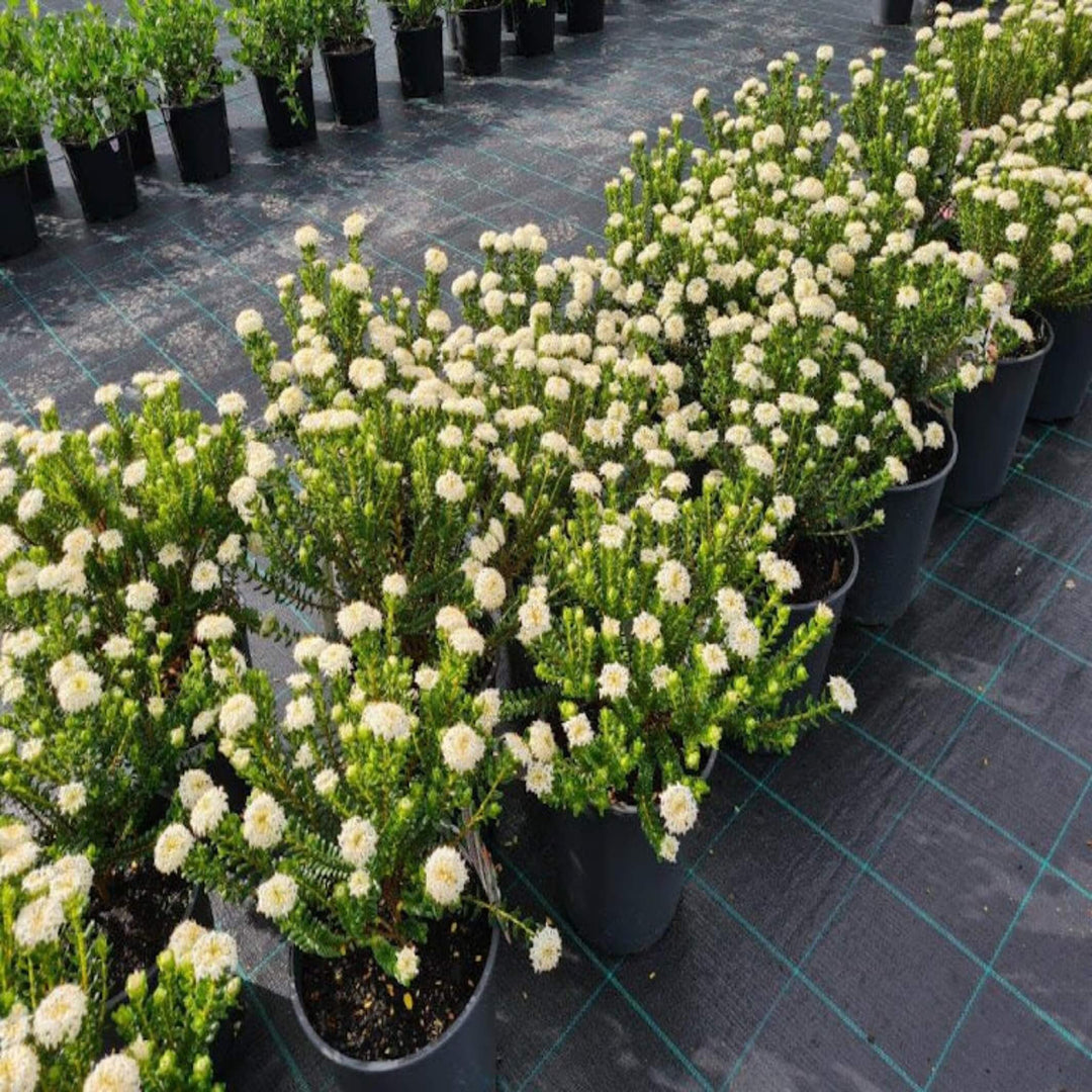 Pimelea ferruginea White Solitaire 200 mm