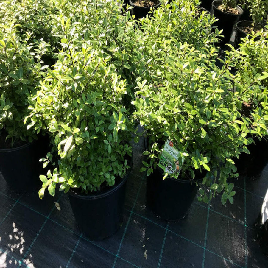 Pittosporum Golf Ball 250 mm