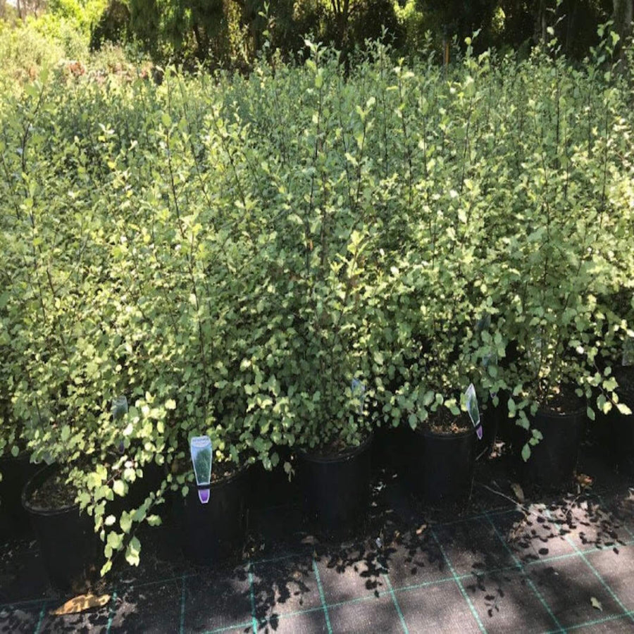 Pittosporum Silver Sheen 200 mm