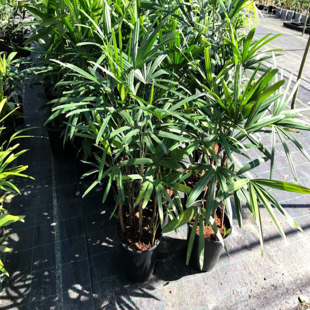 Rhapis excelsa Lady Palm 300 mm