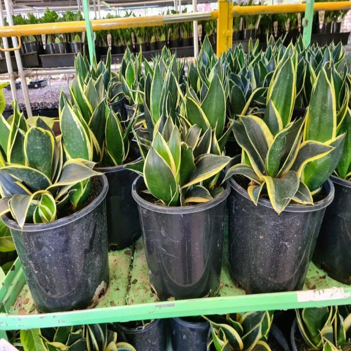 Sansevieria hahnii Birds Nest Sansevieria 200 mm