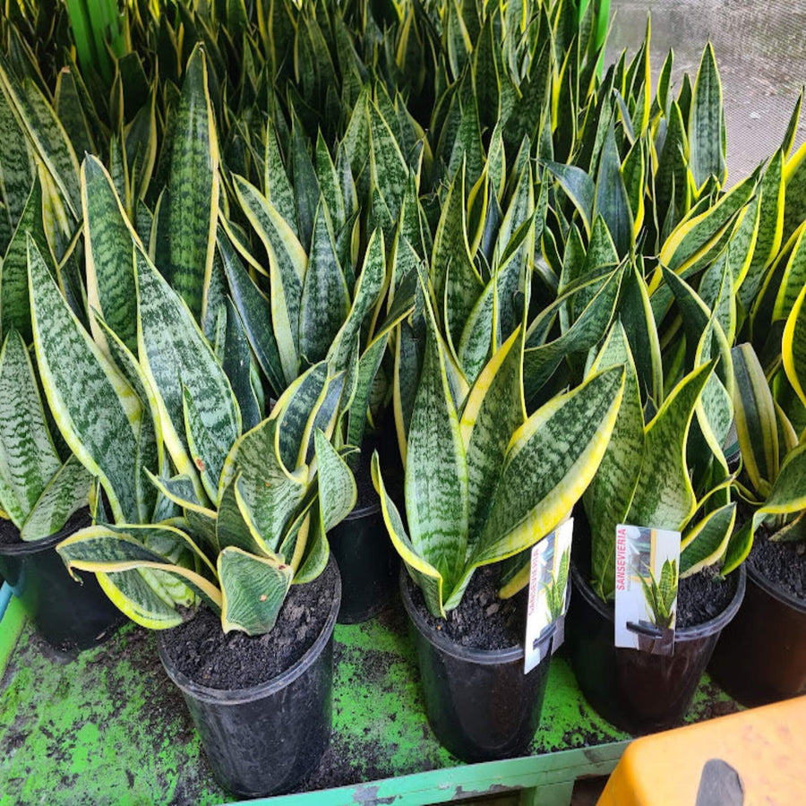 Sansevieria trifasciata Superba 200 mm