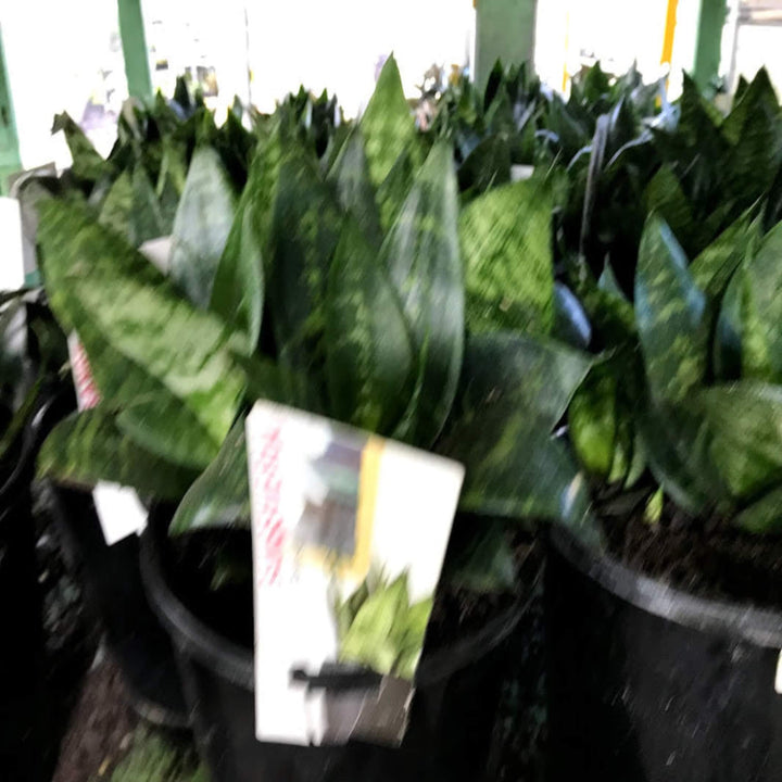 Sansevieria robusta 200 mm