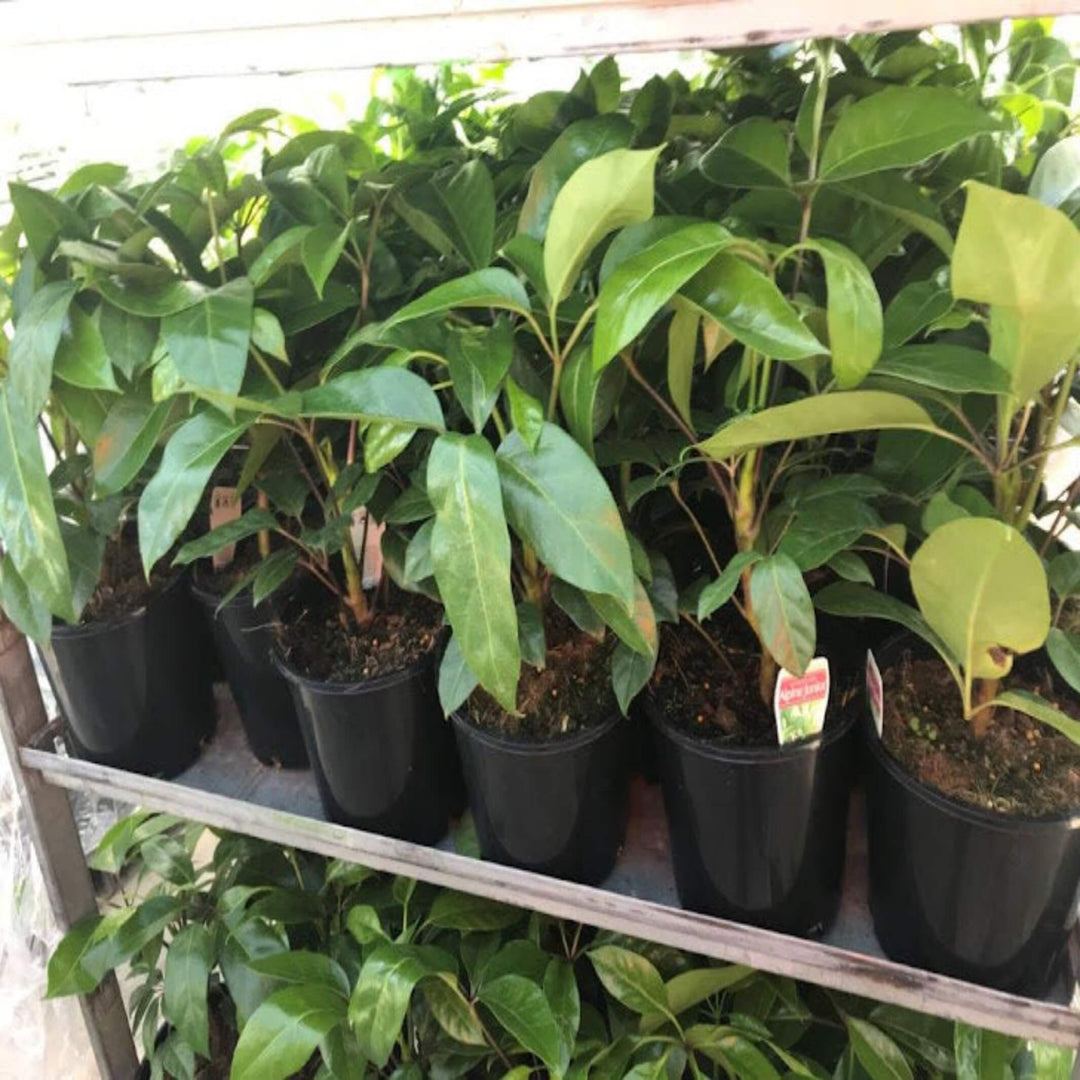 Schefflera Alpine Junior Umbrella Tree 400 mm