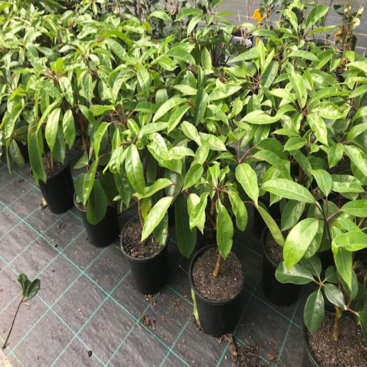 Schefflera Alpine Junior Umbrella Tree 400 mm