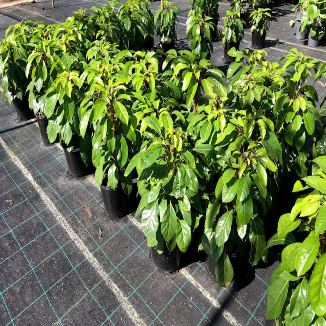 Schefflera Alpine Junior Umbrella Tree 400 mm