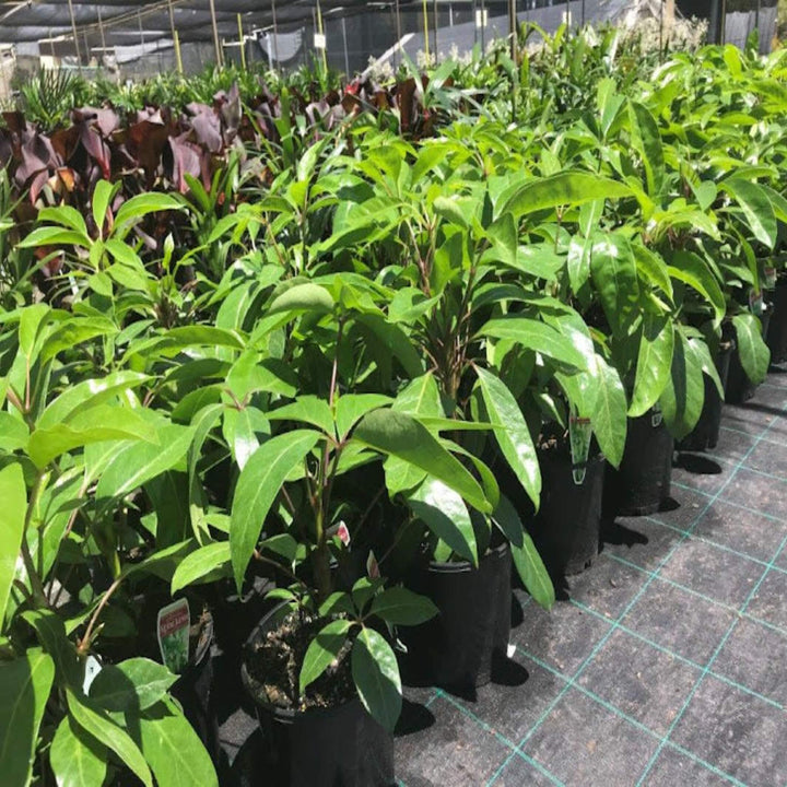 Schefflera Alpine Junior Umbrella Tree 300 mm