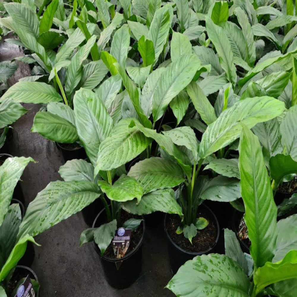 Spathiphyllum Blue Moon 250 mm