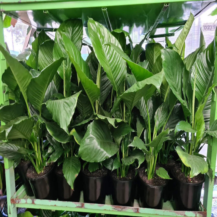 Spathiphyllum Peace Lily 180 mm