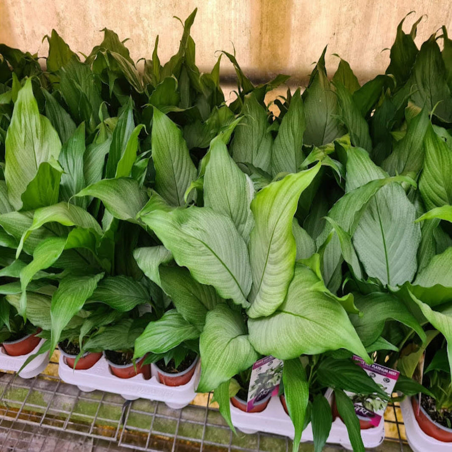 Spathiphyllum Platinum Mist 250 mm