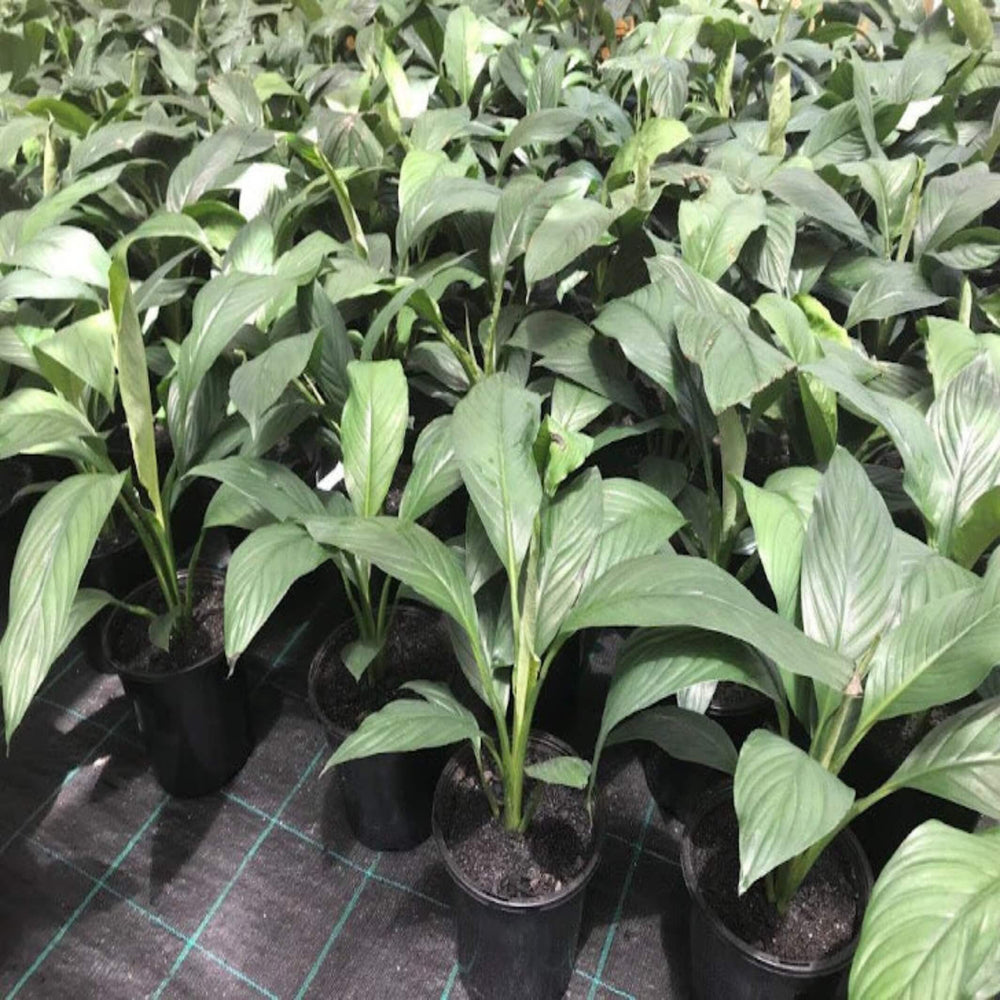 Spathiphyllum Sensation 200 mm