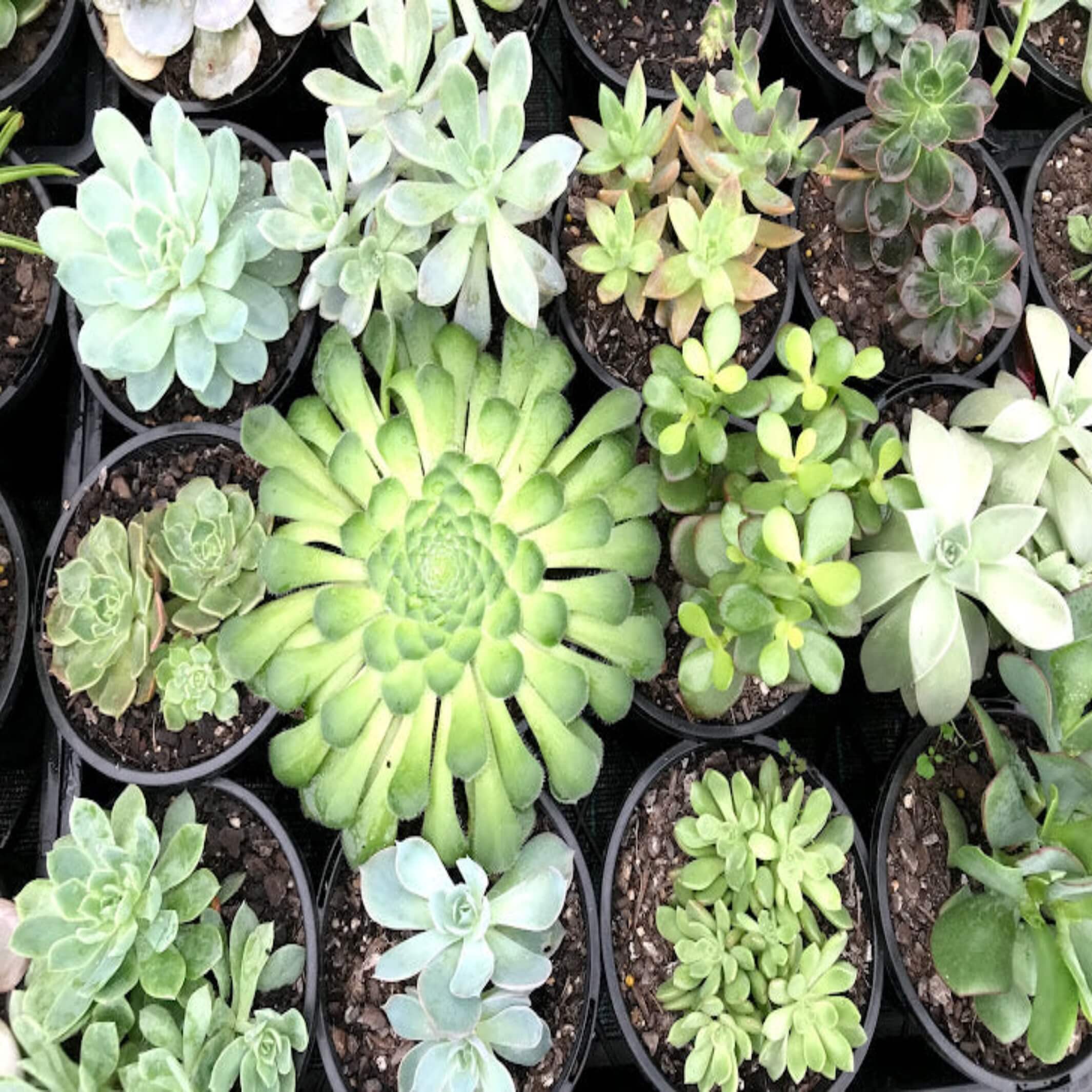 Succulents mixed- The Australian Plant Shop