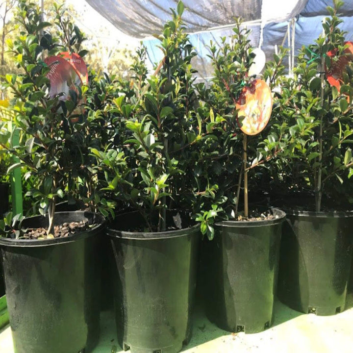 Syzygium australe Elite 200 mm