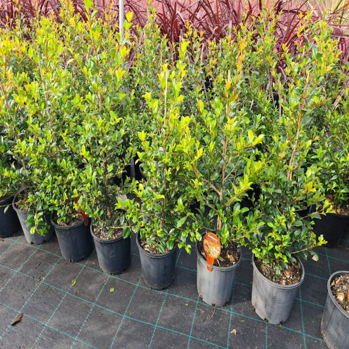 Syzygium australe Resilience mm 300 Std