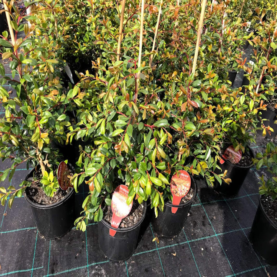 Syzygium australe Resilience 200 mm