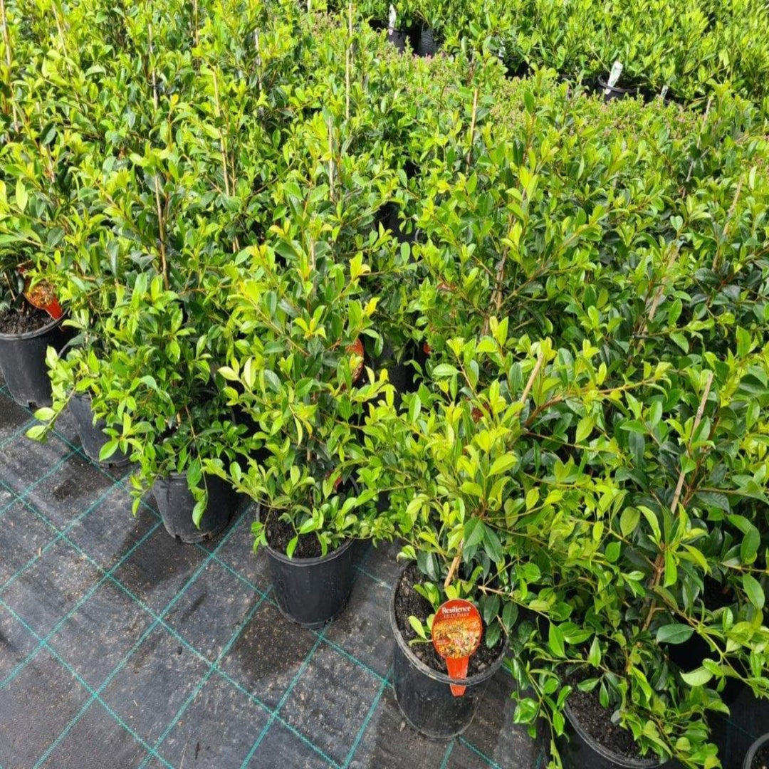 Syzygium australe Resilience mm 300 Std