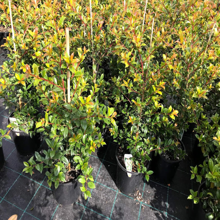 Syzygium australe Select Form 200 mm