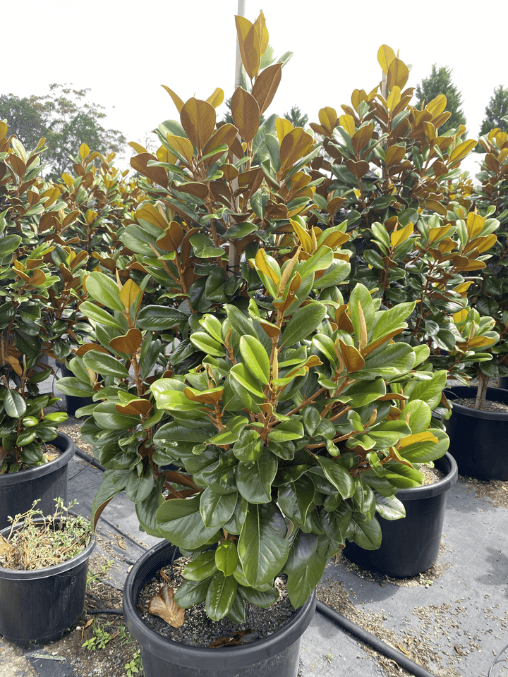 Magnolia grandiflora 'Teddy Bear'