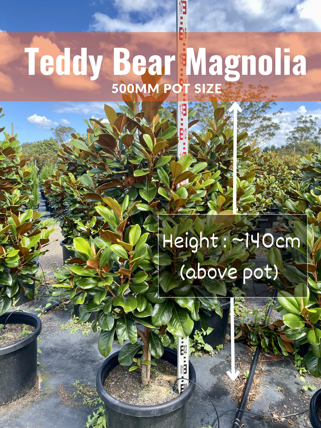 Magnolia grandiflora 'Teddy Bear'