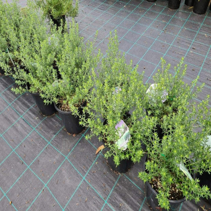 Westringia fruticosa Shortcut 200 mm