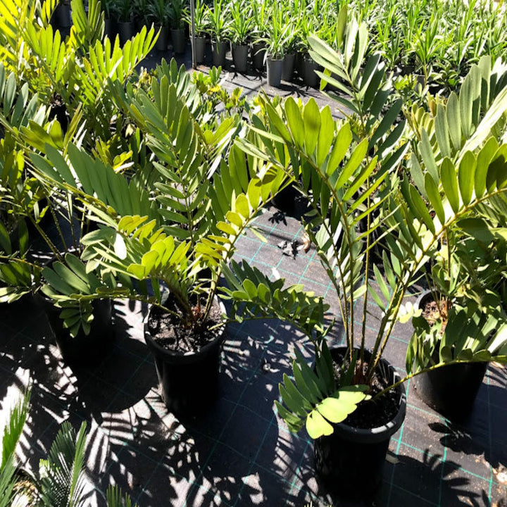 Zamia furfuracea Cardboard Plant 300 mm