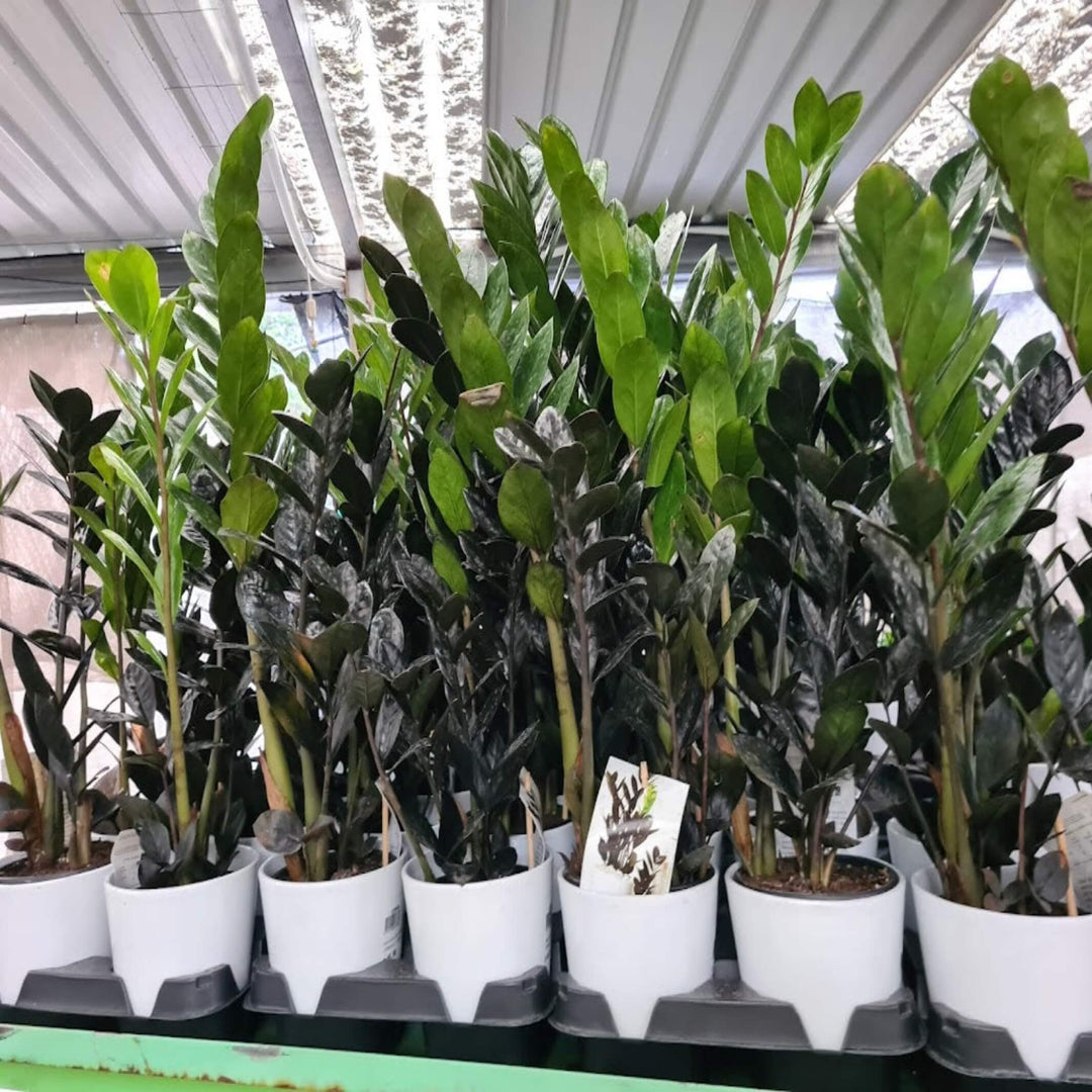 Zamioculcas Raven Black ZZ Plant 200 mm