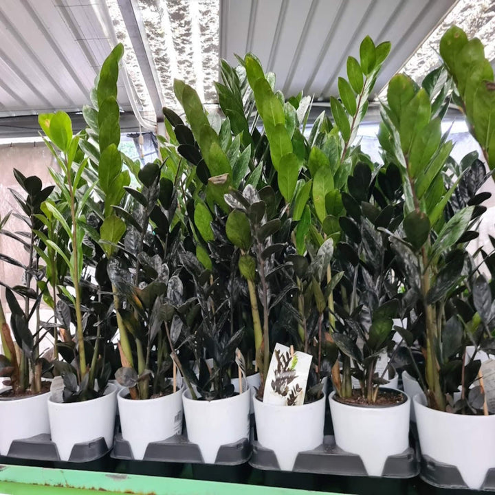 Zamioculcas Raven Black ZZ Plant 200 mm