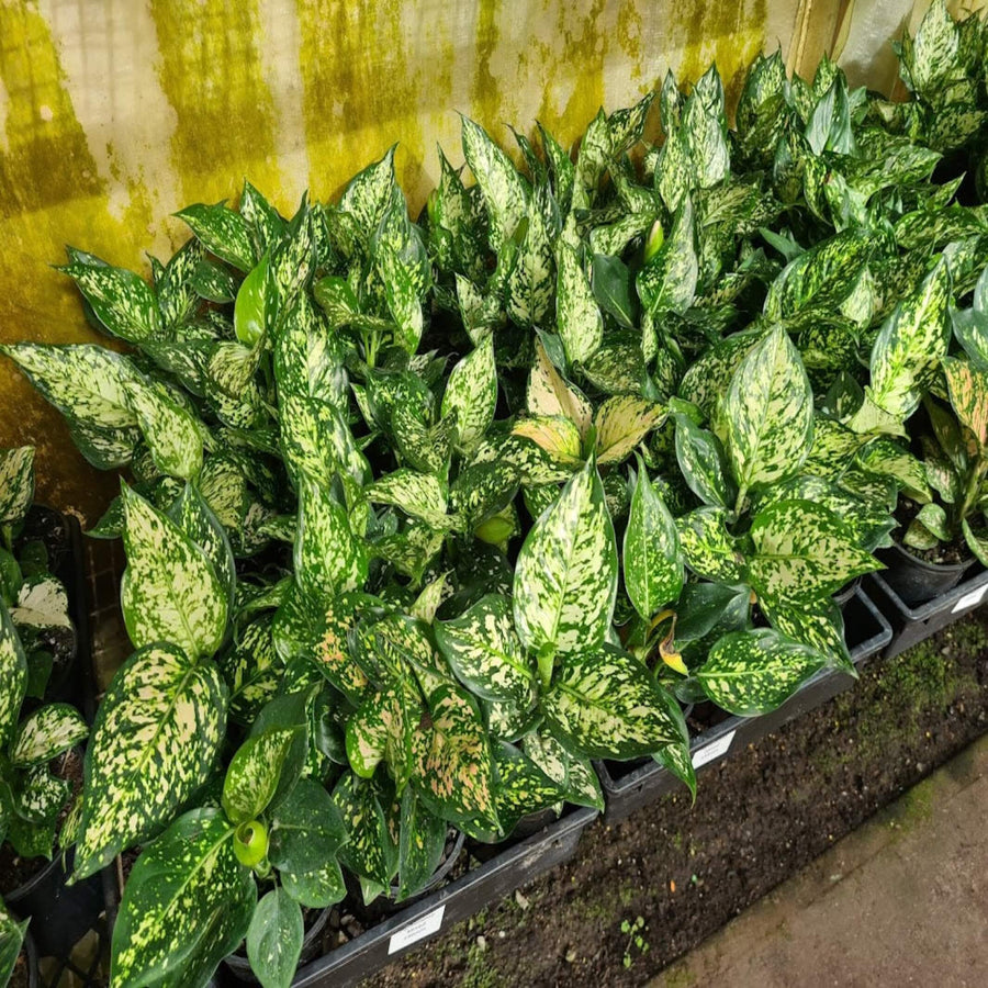 aglaonema eileen 130 mm