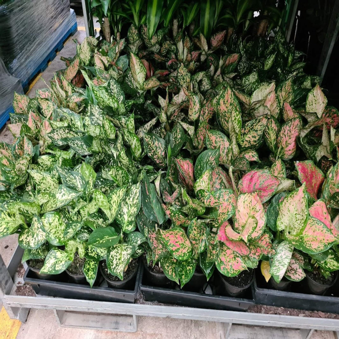 aglaonema mixed 130 mm