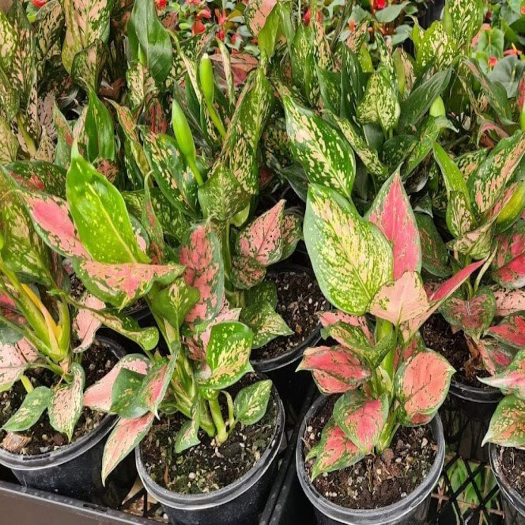 aglaonema mixed 200 mm