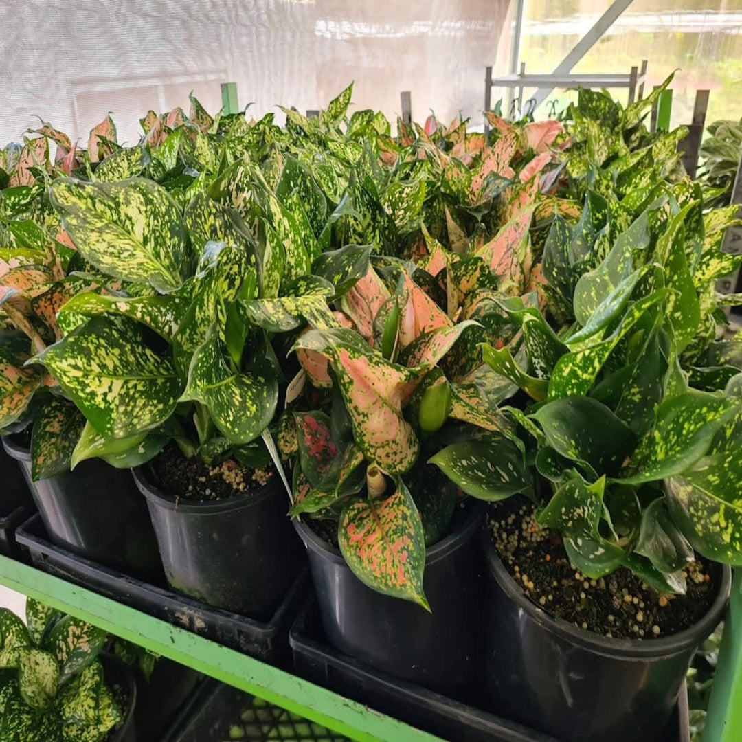 aglaonema mixed 250 mm